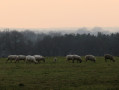 Moutons aux Petits Champs près d'Arthon