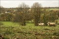 moutons bretons