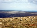 Moutons