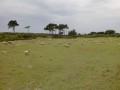 Moutons de pré salé