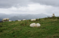 Moutons du Gorospil