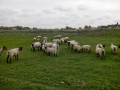 Moutons