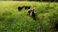 Moutons