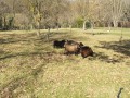 Moutons Moutons