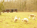 Moutons