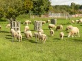 Moutons