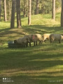 moutons
