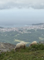 Moutons