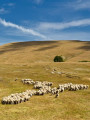 Moutons