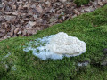 Mucilago Crustacea