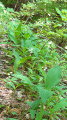 Lily of the valley along the path