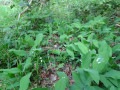 Muguet sauvage