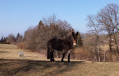 Mule