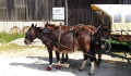 Mules attelées