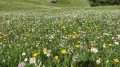 Multitude de fleurs dans les alpages