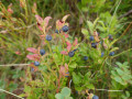 Myrtilles