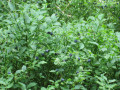 Myrtilles