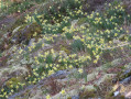 Narcisses sauvages