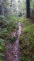 Narrow path in Stibb Woods