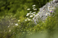 Natur im Biosphärengebiet Schwäbische Alb