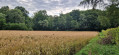 Wheat field