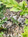 nature25