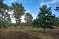 Naturschutzgebiet Binnendüne Waltersberge