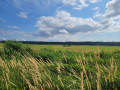 Naturschutzgebiet Conventer See & Börgerende