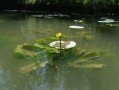Nénuphar