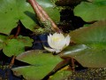 Nénuphar
