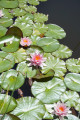 Nénuphars en fleur sur l'étang d'Aubert