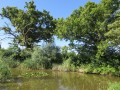 Nénuphars sur la mare au Ratz