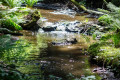 Netzbach
