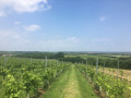 New Hall Vineyard near Purleigh