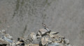 Niverolle