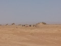 À la porte du désert sur la piste de la source sacrée au départ de M'Hamid