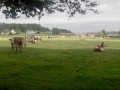 Normandes en Bretagne