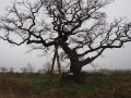 Norwich to Wymondham - In Search of Kett's Oak