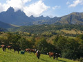 Nos amies les vaches