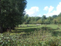 Vaches au pâturage