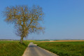 Noyer isolé