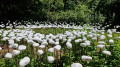 Cloud of pebbles