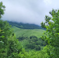 Nuances de vert