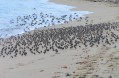 Nuées de limicoles Nuées de limicoles