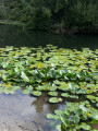 nymph&eacute;e odorante - bord d&rsquo;yerres devant la piscine de Brunoy Yves Moreau