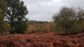 Oaken Hill and autumn ferns