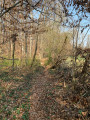 Forêt de l'Oberholtz