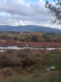 Observation d'une grande aigrette blanche dans les salins