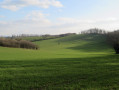Océan de verdure