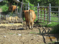 Oh la vache !
